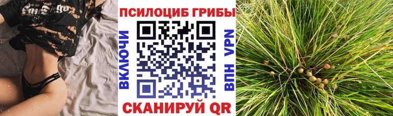 купить наркотик Свирск Галлюциногенные грибы Cubensis